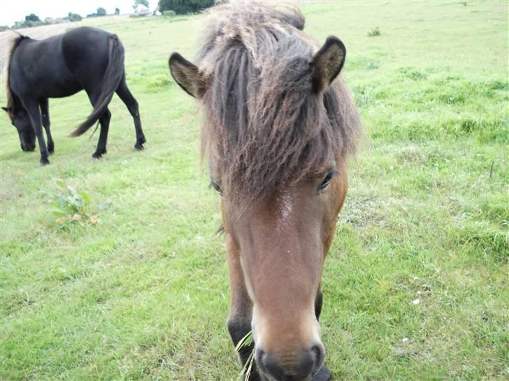 Islænder Djarfur fra lundegaard - ja  det er lidt dårlig vejr det er derfor han er så mørk  billede 2