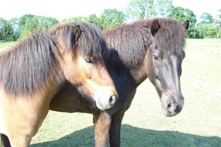 Islænder Djarfur fra lundegaard - jaa  det er så Djarfur og hans bedste legekammerat :D billede 3