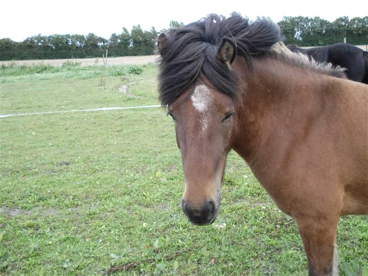 Islænder Djarfur fra lundegaard - nåår :P billede 4