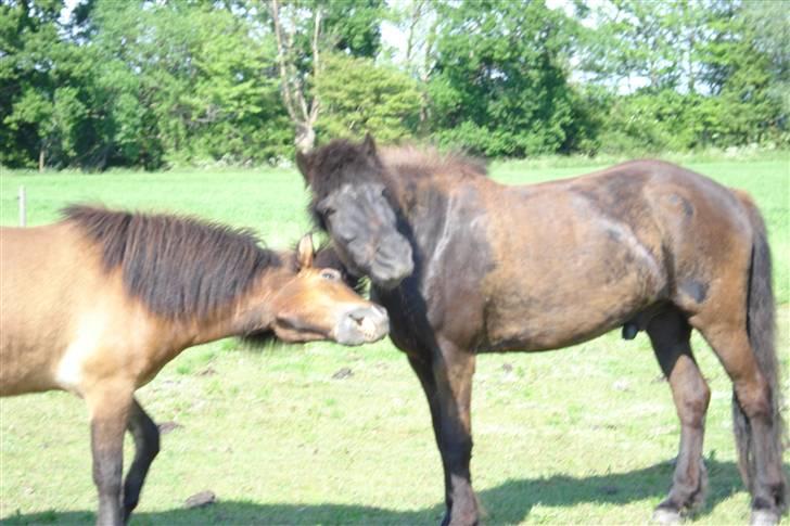 Islænder Djarfur fra lundegaard - lege lege uuhh det er godt i foråret  billede 5