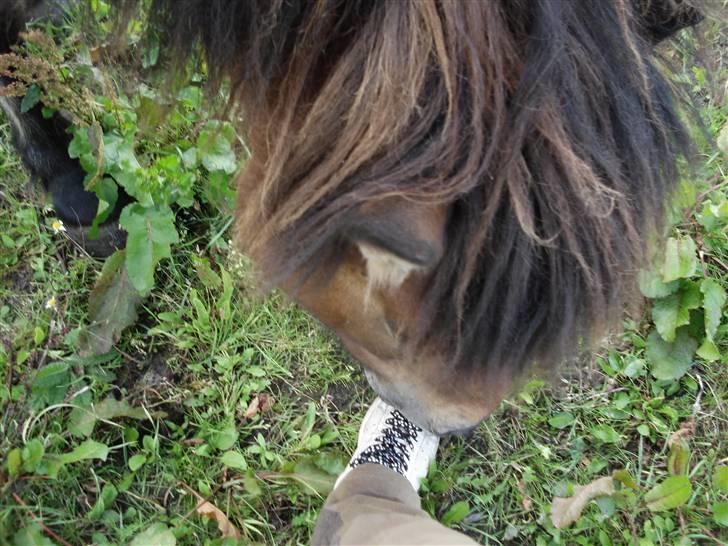 Islænder Djarfur fra lundegaard - avv Djarfur, han bider mig i min fod :P billede 6