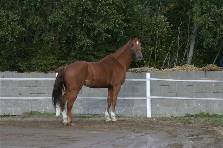 Dansk Varmblod Comtesse <3 billede 14