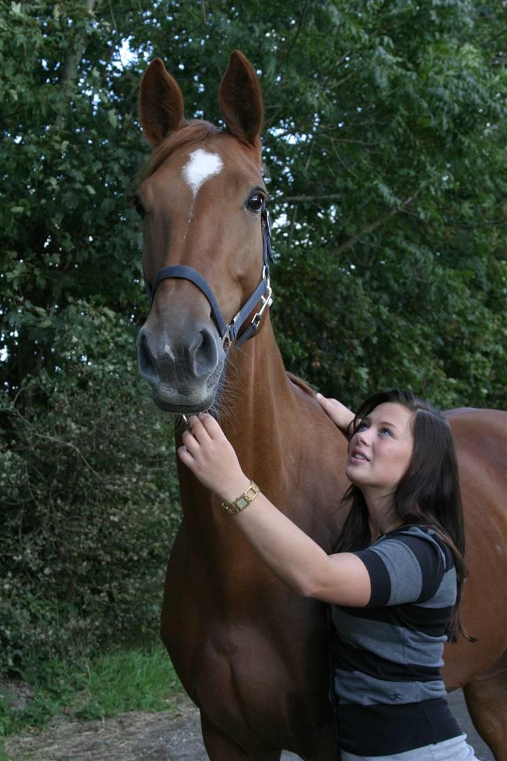 Dansk Varmblod Comtesse <3 billede 15