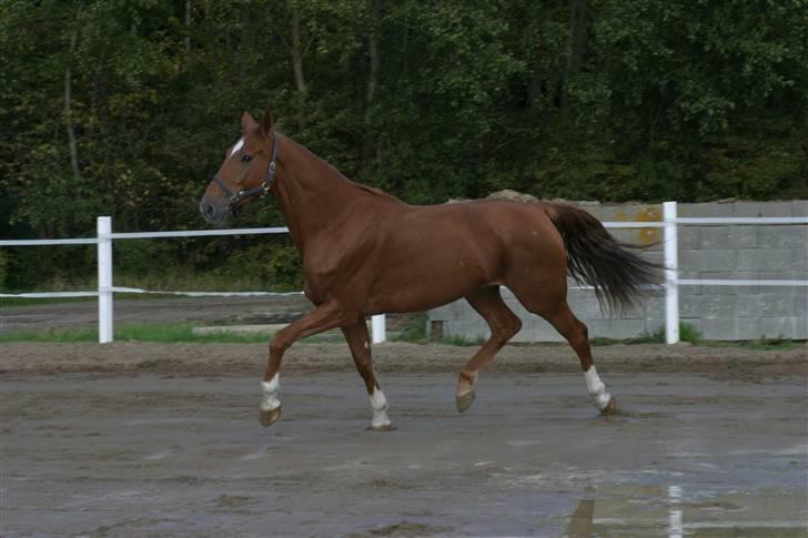 Dansk Varmblod Comtesse <3 billede 16