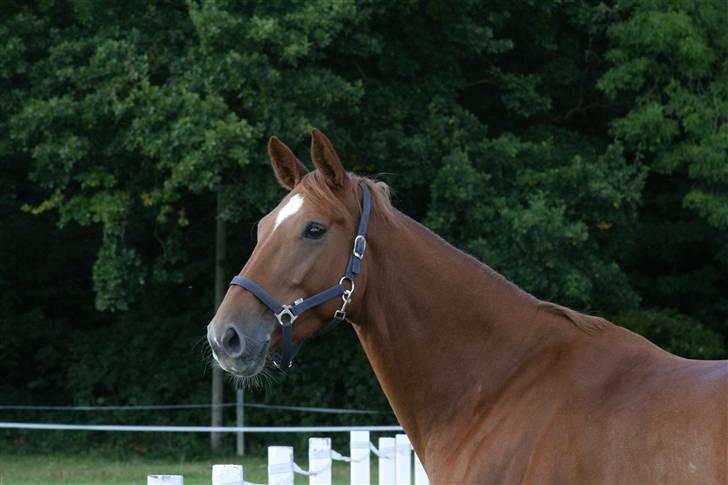 Dansk Varmblod Comtesse <3 billede 17