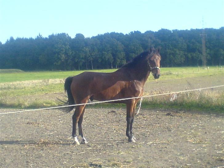 Hollandsk Sportspony Obelix - han er en rigtig fotomodel :D billede 5