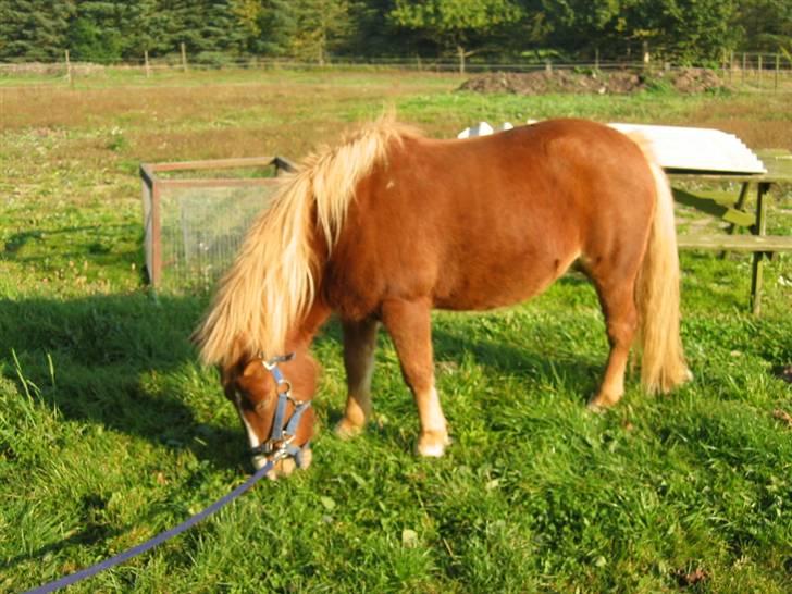Shetlænder Ronja  - græs er bare mega lækkert . (undskyld sårene , det er ringorm , som der var igang med behandling) billede 3