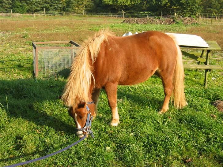 Shetlænder Ronja  - mere græs  (undskyld sårene , det er ringorm , som der var igang med behandling) billede 4