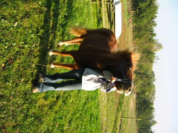 Shetlænder Ronja  - ej , det der kan jeg altså ikkke lide ... du må ikke tage mig væk fra græsset.  (undskyld sårene , det er ringorm , som der var igang med behandling) billede 5