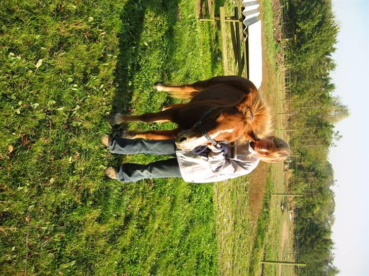 Shetlænder Ronja  - okai det går an .  (undskyld sårene , det er ringorm , som der var igang med behandling) billede 6