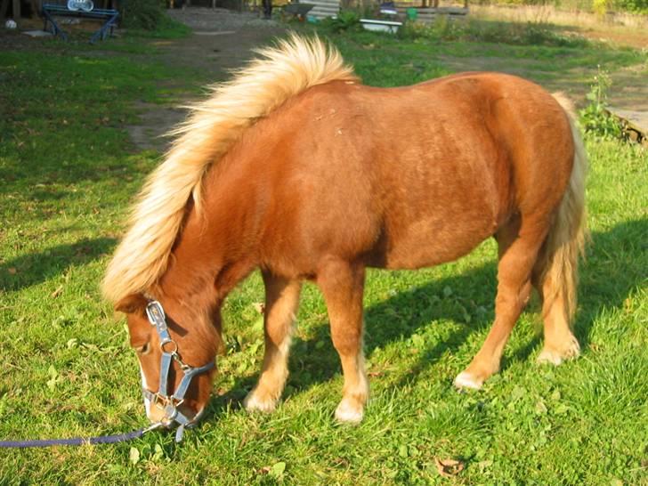 Shetlænder Ronja  - se lige min lækre charmeman . heh ..  (undskyld sårene , det er ringorm , som der var igang med behandling)  billede 7