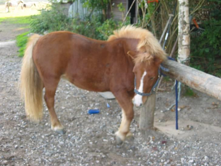 Shetlænder Ronja  - må jeg ikk få  noget lækkert mad , mor ??(undskyld sårene , det er ringorm , som der var igang med behandling) billede 8