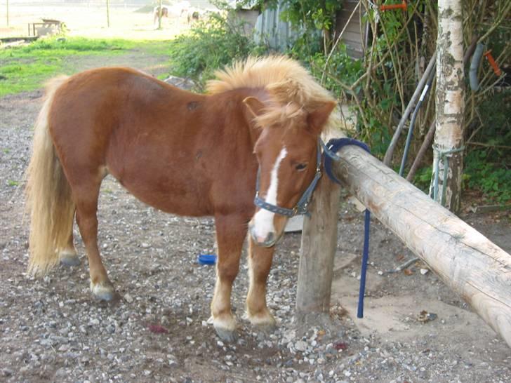 Shetlænder Ronja  - okai , jeg kan da vente lidt på et elller andet der skal ske :-D ..  (undskyld sårene , det er ringorm, som der var igang med behandling) billede 9