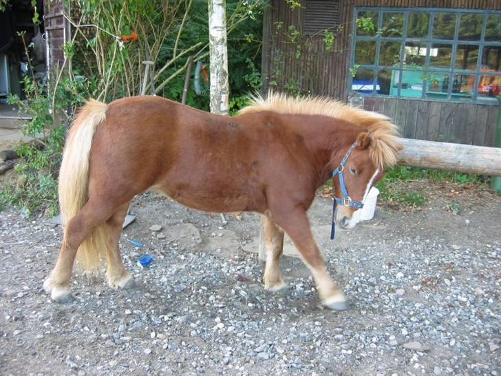 Shetlænder Ronja  - seer jeg ikke bare lækker og uimodstråeligt godt ud ?? (undskyld sårene , det er ringorm, som der var igang med behandling) billede 10