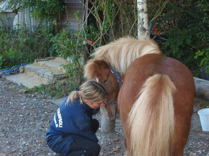 Shetlænder Ronja  - heej moar ... hvad laver duu ???  (undskyld sårene , det er ringorm, som der var igang med behandling) billede 11