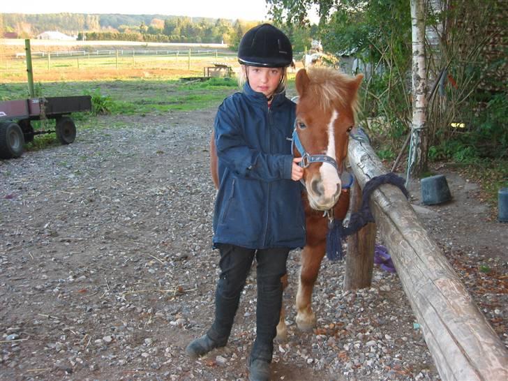 Shetlænder Ronja  - så skal vi vidst til og ud og ride tror jeg .. (det er længe siden ) ..  (undskyld sårene , det er ringorm , som der var igang med behandling) billede 12