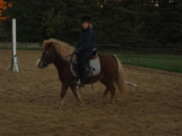 Shetlænder Ronja  - så er vi ude og ride .. undskyld kvalitet af billedet ..  (undskyld sårene , det er ringorm , som der var igang med behandling) billede 13