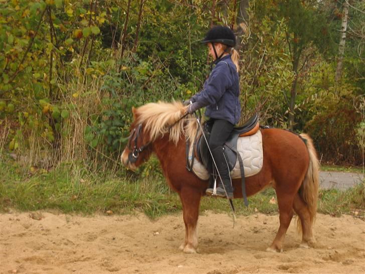 Shetlænder Ronja  - kom nu , din dovne pony ... ej , :-)  billede 14