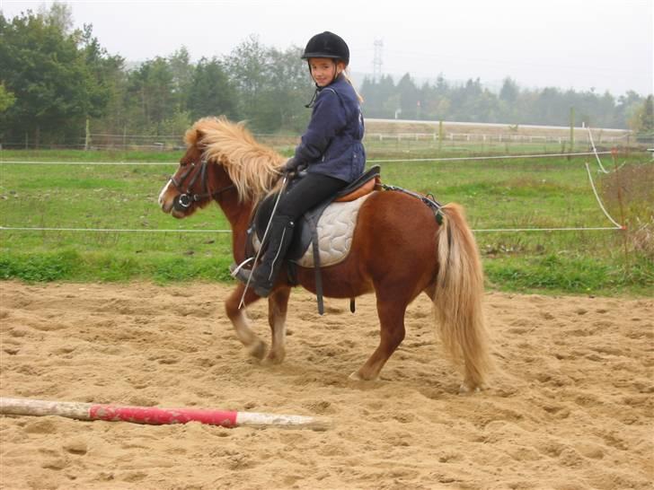 Shetlænder Ronja  - igen igang med ridningen ... haha ,.,, hun er så sjov og sød at ride på ...  billede 15