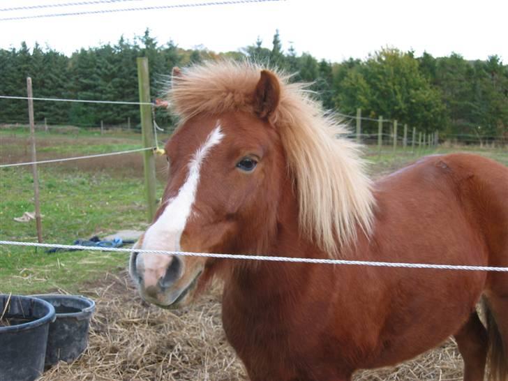 Shetlænder Ronja  - og så er jeg på fold ... endelig :-p  (undskyld sårene , det er ringorm , som der var igang med behandling) billede 16