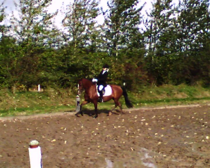 Anden særlig race Nannok - NYT!!! stævne i bording :) billede 16