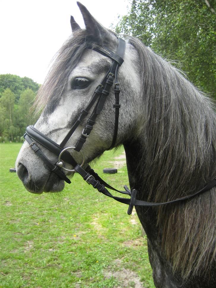 Anden særlig race Ronja  (solgt) - Ronja er sød<3 billede 7