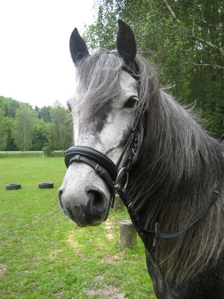 Anden særlig race Ronja  (solgt) - sødt <3 billede 10