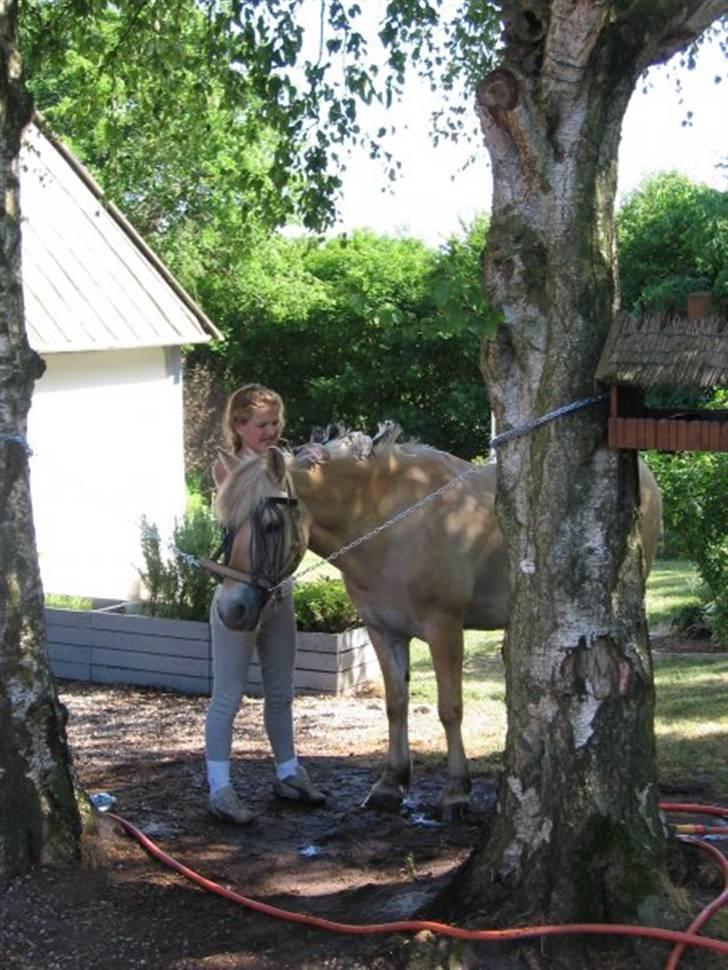 Fjordhest Krogsholt Nicole billede 1