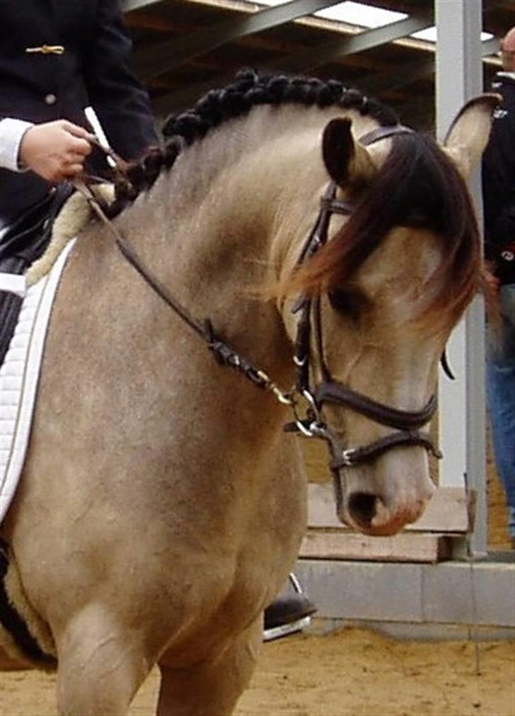 DSP "Golden Mulan"  billede 12