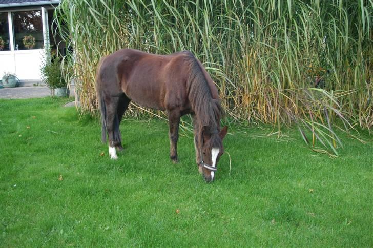 Welsh Pony af Cob-type (sec C) Nanna. - Nanna hjemme på besøg i vores have for at spise dejligt saftigt græs. Det er jo ikke noget hun får til dagligt, hrmmm billede 17