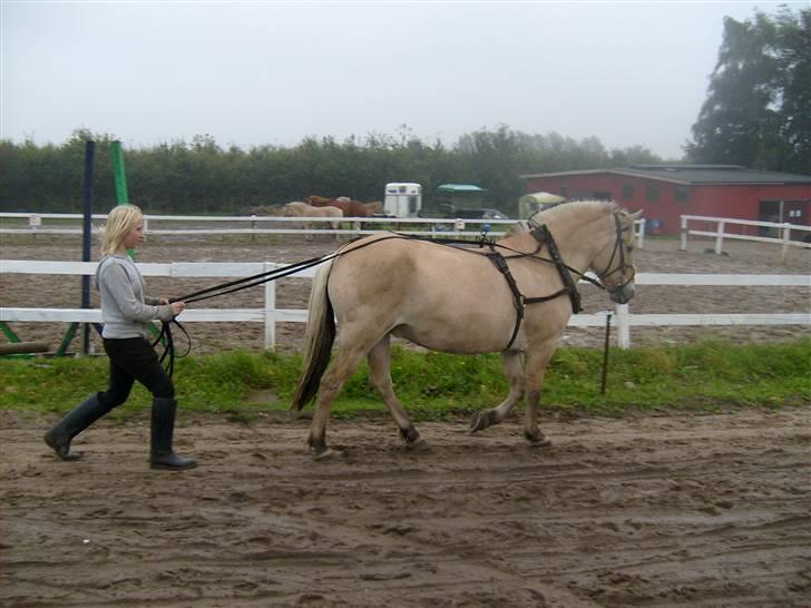 Fjordhest hjerter bellami - det her er sjovt og dejligt billede 3