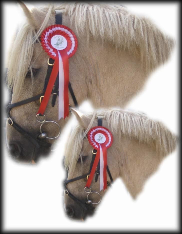 Palomino Max Motor  - Til stævne - 1. plads i LB 2007.09.22 billede 14