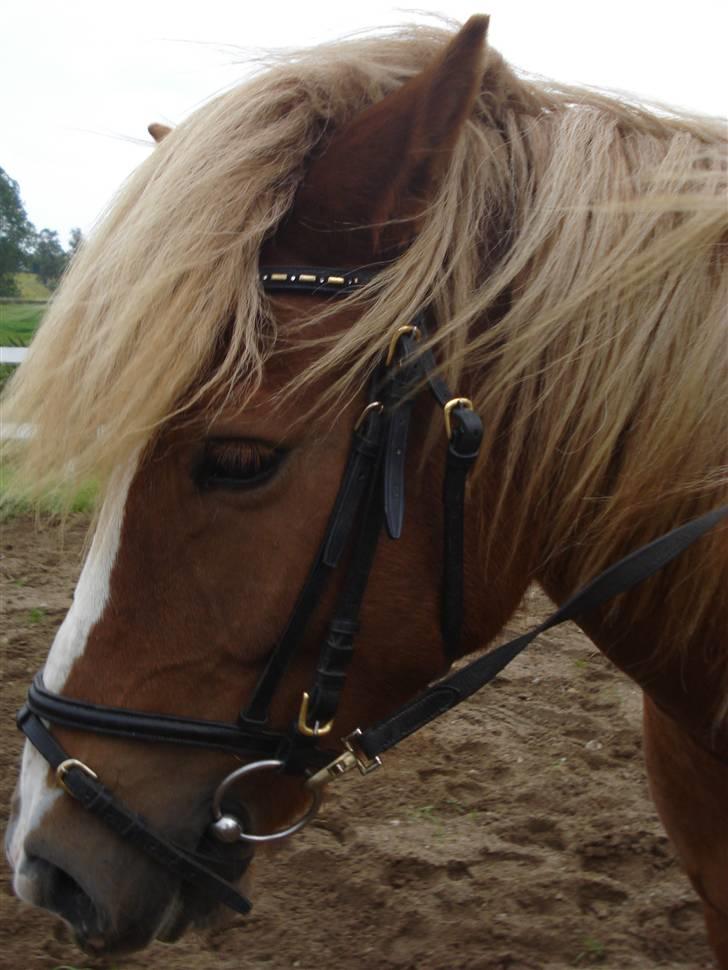 Anden særlig race Fylla          - solgt - billede 1