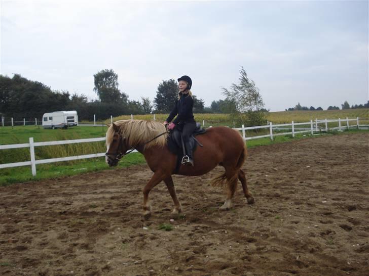 Anden særlig race Fylla          - solgt - billede 2