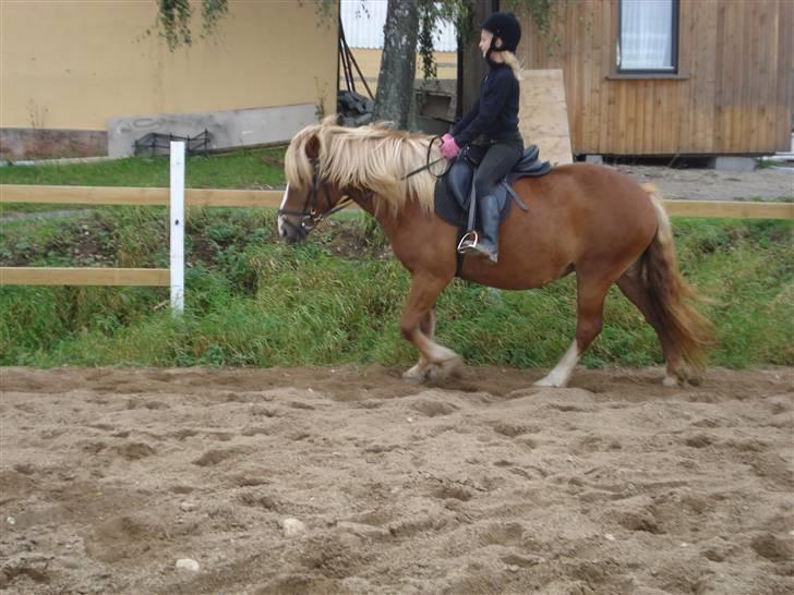 Anden særlig race Fylla          - solgt - billede 3