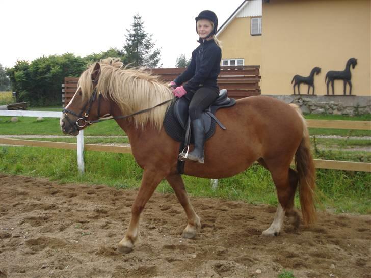 Anden særlig race Fylla          - solgt - billede 4