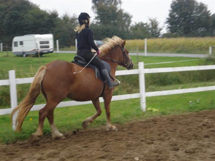 Anden særlig race Fylla          - solgt - billede 5