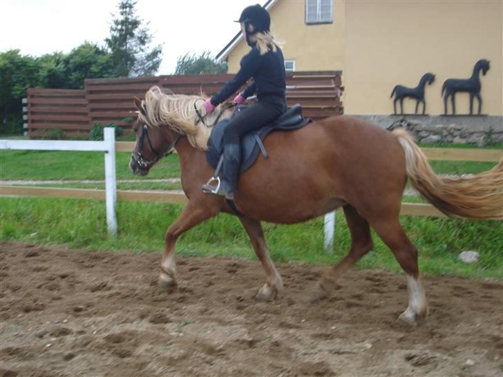 Anden særlig race Fylla          - solgt - billede 6