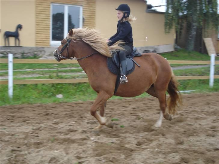 Anden særlig race Fylla          - solgt - billede 7