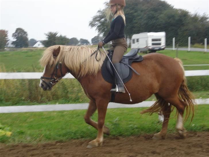 Anden særlig race Fylla          - solgt - billede 8