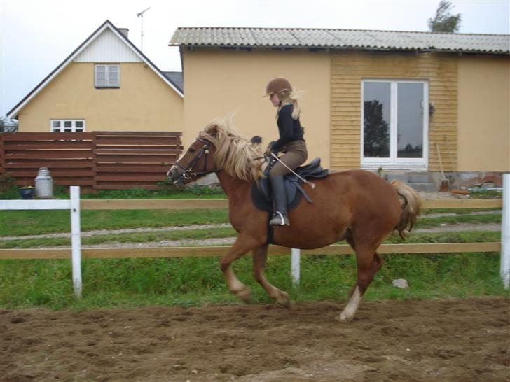 Anden særlig race Fylla          - solgt - billede 9