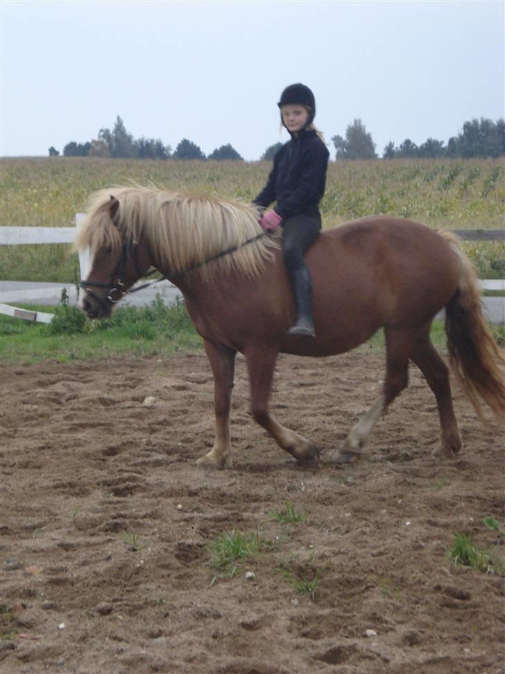 Anden særlig race Fylla          - solgt - billede 10