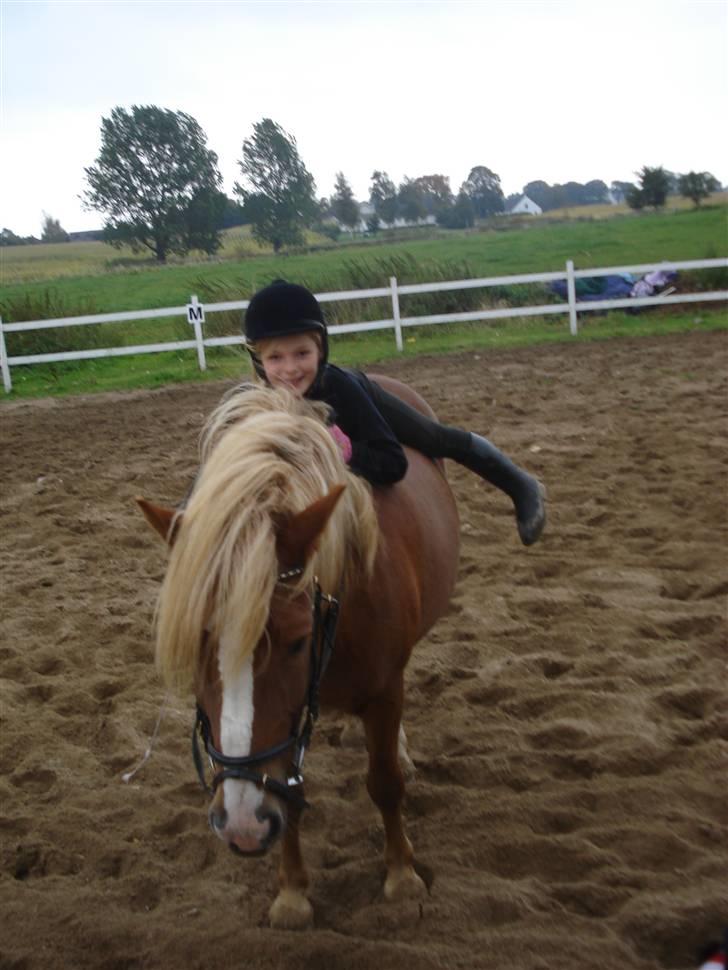 Anden særlig race Fylla          - solgt - billede 11