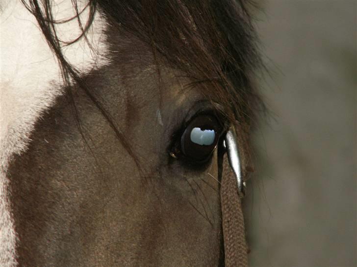 Dansk Varmblod Sitta Girl - jeg ser dig :-))  billede 14