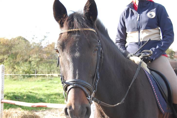 Traver Bogard -  - Hygge .. billede 4