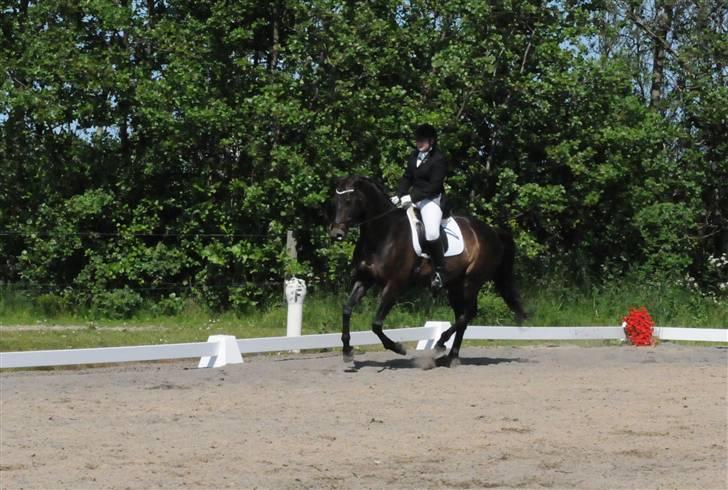 Dansk Varmblod Skovlunds Felicity - Felicity & mig til stævne :D billede 19