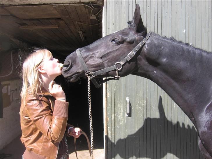 Anden særlig race Nonius-95Malvin *Solgt* - WOW ! Velkommn til Nonius´s profil :) I er velkomne til at lægge en kommentar og en bedømmelse  :)     billede 1