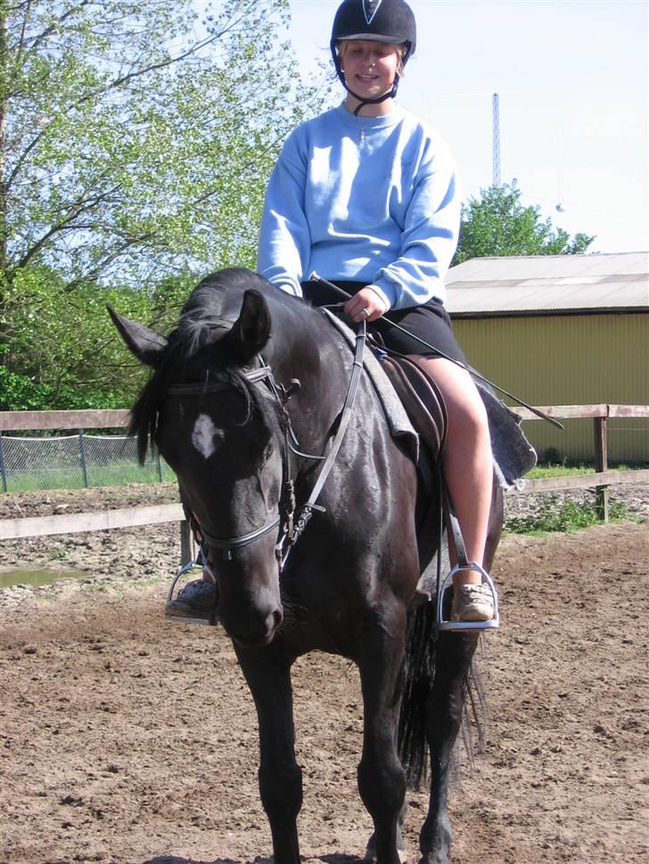 Anden særlig race Nonius-95Malvin *Solgt* - Anden sidste gang jeg red den smukke Nonius :) billede 2