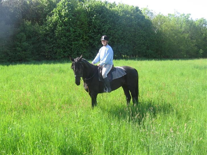 Anden særlig race Nonius-95Malvin *Solgt* - Den sidste skovtur :´) billede 3