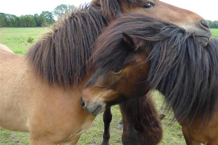 Islænder Djarfur fra lundegaard - uh det er godt lige at tage en slapper på min lille mor (djarfur er den lyse :D) billede 7